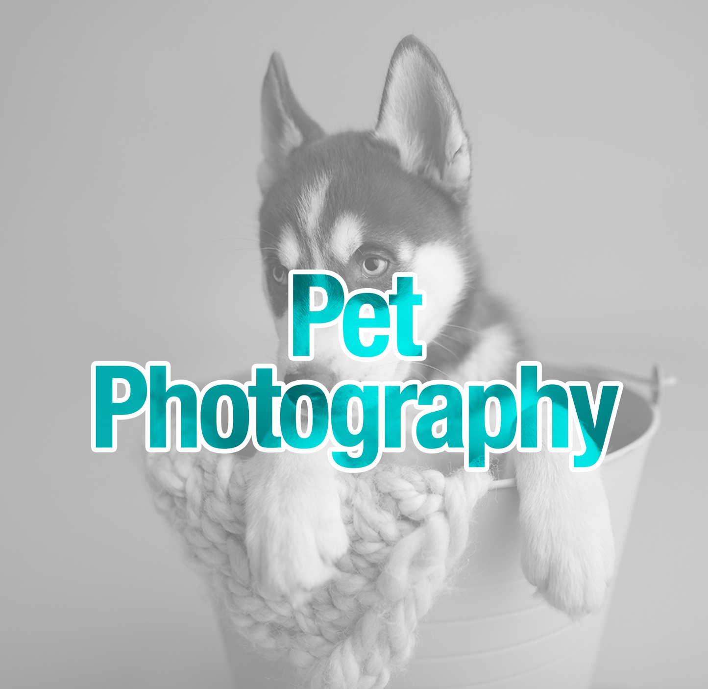 Pet Photography - 1 Hour Session